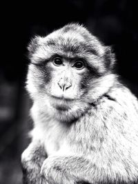 Portrait of monkey