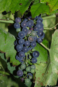 Close-up of grapes growing in vineyard