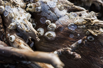 Large group of small clam on the wood, on the beach of black sea