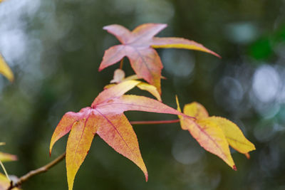 Close-up of maple leaves