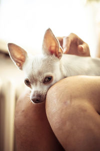 Close up of sleepy small white dog on lap looking into camera