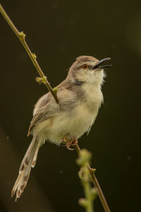 Close-up of bird perching on twig