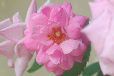 Close-up of pink flower