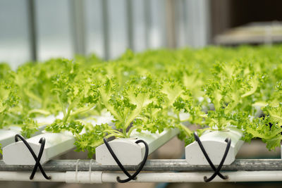 Close-up of food on table against plants