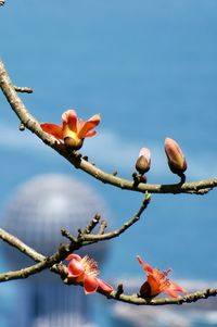 Close-up of tree