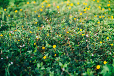 Yellow flowering plants on field