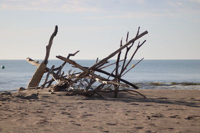 Driftwood on beach against sky