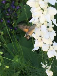 Close-up of insect on white flower blooming outdoors