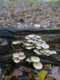 High angle view of mushrooms growing outdoors