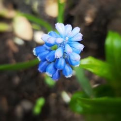 Close-up of purple blue flower