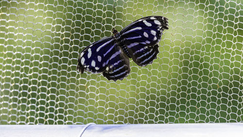 Close-up of butterfly on leaf