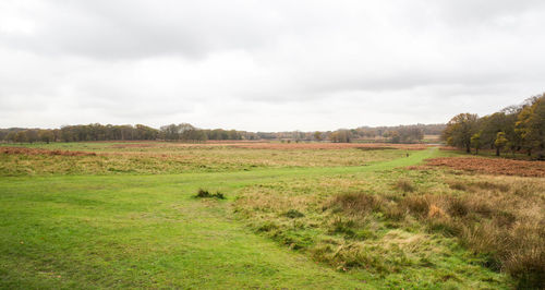 Scenic view of agricultural field against sky