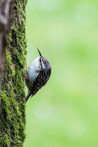 Close-up of bird perching on a plant