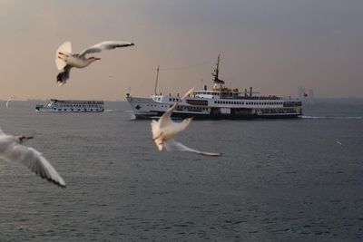 Seagull flying over water