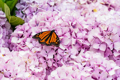 Danaus plexippus. monarch butterfly. beautiful butterfly on flowers in the canary islands. 