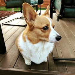 Close-up of dog sitting