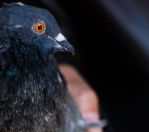 Close-up of a bird looking away