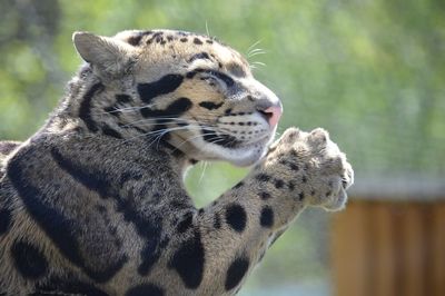 Close-up of a cat looking away