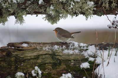 Bird perching on a tree