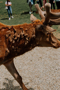 Close-up of deer on field