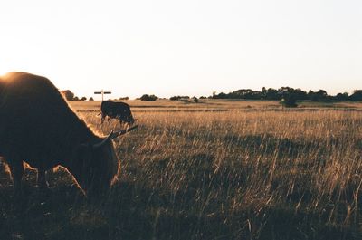 View of dog on field against sky