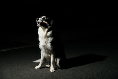 Dog looking away against black background