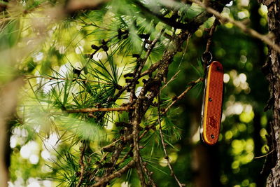 Close-up of insect on plant