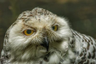 Close-up portrait of owl