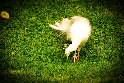 Close-up of bird on grass