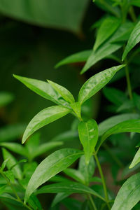 Close-up of plant growing on field