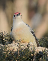 Close-up of bird perching on branch