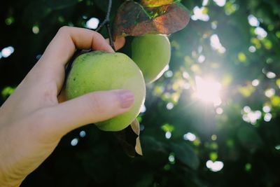 Quince fruit outdoor, fruit tree and female hand with sunbeams 