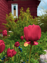 Close-up of red poppy flowers