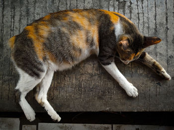 High angle view of a cat