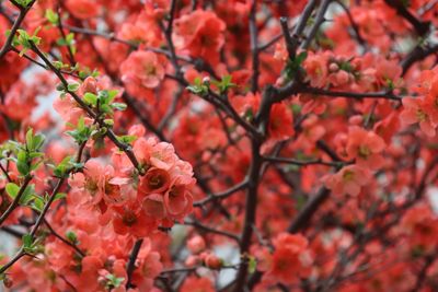 Close-up of cherry blossoms in spring