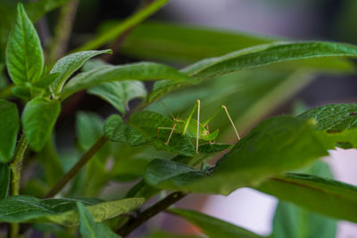 Close-up of insect on leaf