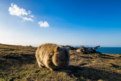 View of sheep on field by sea against sky