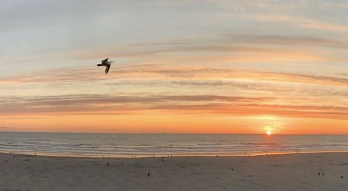 Bird flying over beach against sky during sunset