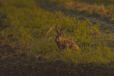 Close-up of hare on field