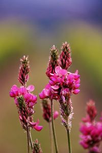 Close-up of pink flowering plant