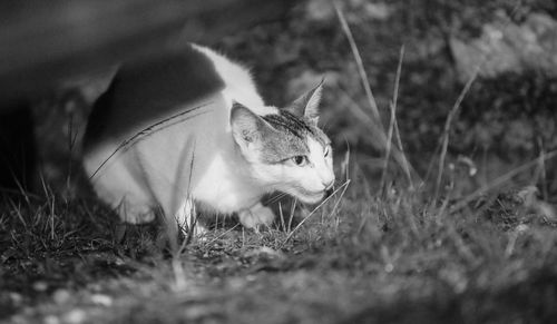 View of a cat lying on land