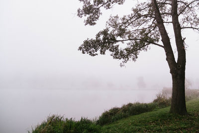 Trees on landscape against sky during foggy weather