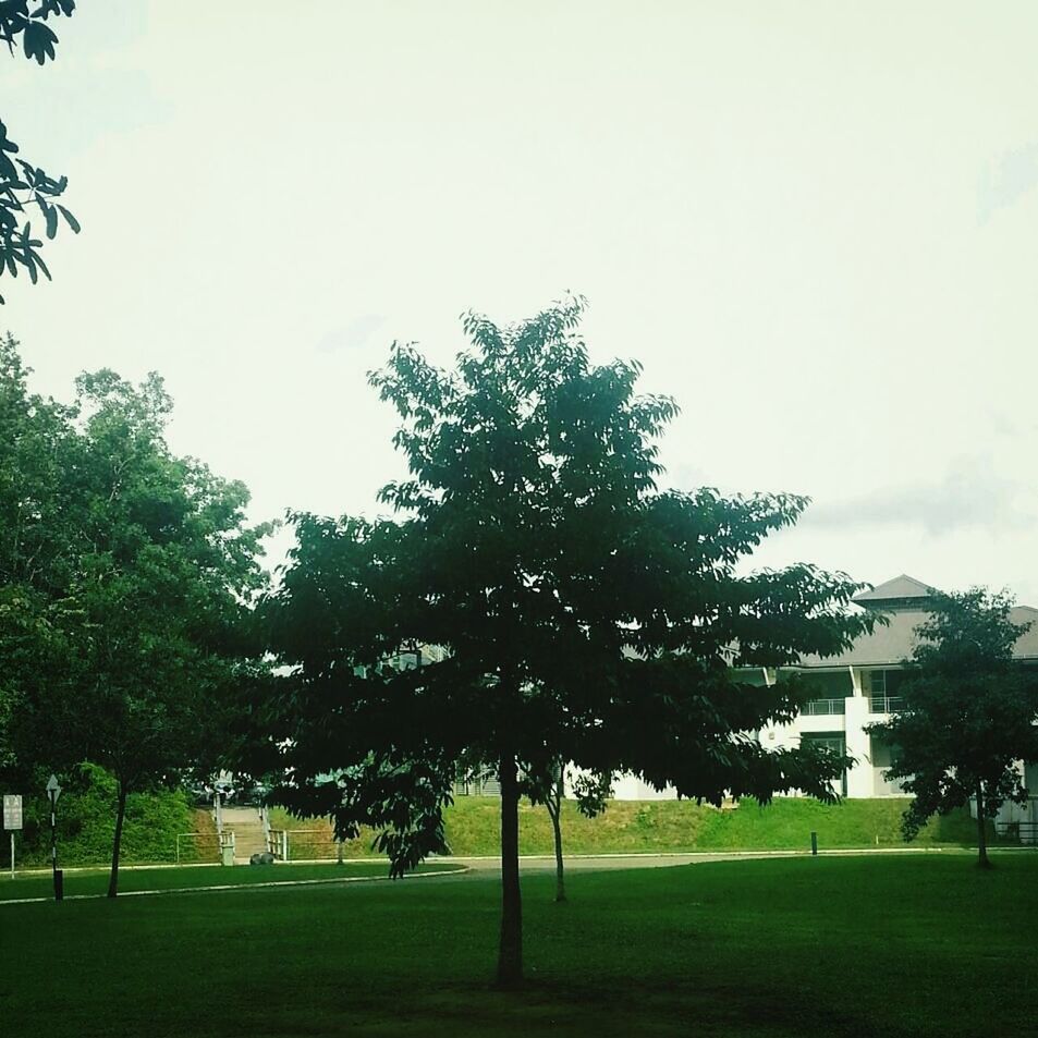 tree, grass, green color, sky, park - man made space, lawn, growth, built structure, grassy, park, architecture, building exterior, nature, field, day, tranquility, outdoors, clear sky, green, no people