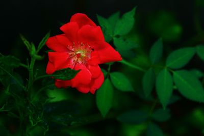 Close-up of red rose flower