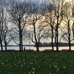 Bare trees by lake