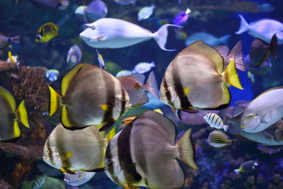 Colourful fish in aquarium