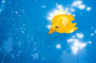 High angle view of yellow inflatable duck in swimming pool