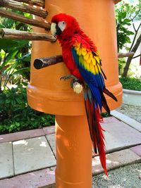 Close-up of parrot perching on tree