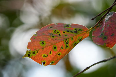 leaf