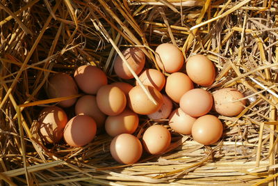 Directly above shot of eggs in nest